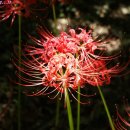 좋은 아침 이미지