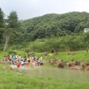 용문산야생화마을 이미지