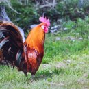 도성농장 이미지