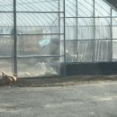 시골장터닭 이미지