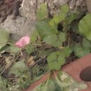 아렉스(RX) 네이버블로그