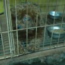 개미용중 이미지