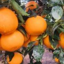 병오농장 이미지