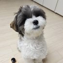 댕댕이루 | 우리 댕댕이 목욕엔 강아지천연샴푸 디고 후기