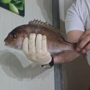 리얼바다낚시터 | ​[천안] 병천 뚜루 실내바다낚시터 내돈내산 7시간 리얼 후기! (참돔, 돌돔, 문어까지 대박 손맛)