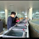 한국수산자원공단 | 한국수산자원공단, 방류종자인증 넙치 수정란 약 1억 9200만개 전국 보급