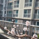 한마음토마토 이미지