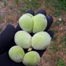 쌍둥농장 이미지