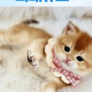 펫퍼스트24시 서울송파점 강아지고양이분양말티푸말티즈푸들 이미지