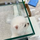 유어펫 강아지분양 고양이분양 본점 이미지