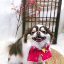 아이러브댕댕 이미지