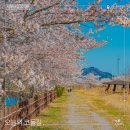 삼호현대종합정비 | 걷기 좋은 여행지ㅣ흩날리는 벚꽃 사이로 걷는 길, 서해랑길 17코스