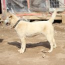 하쿠나 마타타 이미지