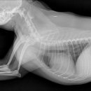 24시 서초바른동물병원 이미지