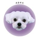 할리우독 이미지