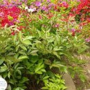 서울오금초등학교 이미지