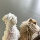 상주애견 이미지