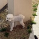 댕댕이 그루밍 | 청주 애견카페 푸르댕댕 재방문 잔디리뉴얼 댕댕이들 천국 내돈내산후기