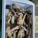 백연조경