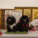 아로하스토리 이미지