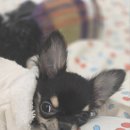 판도라독 이미지