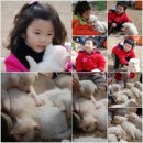 풍산개마을 이미지