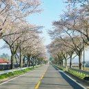 용담면 벚꽃길 이미지