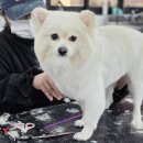 강아지 미용 티스토리