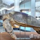 신안갯벌박물관 네이버블로그