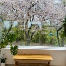 이면도로 | [인천]중구 동인천 자유공원 벚꽃뷰 카페 위크앤드라운지 벚꽃 시기 마다 방문했던 솔직후기