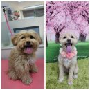 포동이 펫살롱 이미지