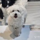 플레이 바우 이미지