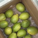 노란뜰 | 제주 청레몬 제철이라 바로 주문한신선뜰 못난이 청레몬, 쿠팡에서 구매한 후기