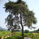 월배/ 화원 천수봉- 대곡봉 등산 산책후기 |