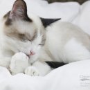 노블랙돌 이미지