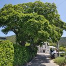 암태 송곡우실 이미지