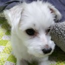 (주)퍼니펫 | 마이펫닥터 버디버블 네추럴솝 퍼니 옐로우 :)) 강아지 천연 비누로 개운하 개~