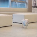 참동물의료센터 | 대구24시동물병원 노령견 말티즈 24시리드동물의료센터 건강검진 후기