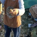 신진대교아래 안흥항 이미지