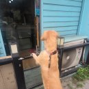 똥개이발소 이미지