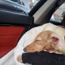 아틀리독 이미지