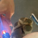 진동물병원(출장전문) | 김해 대형견 전문 출장목욕&amp;미용[멍즈니랜드]풍산개와 진돗개 친구들의 출장목욕 이야기