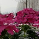 먹빛캘리디자인연구소