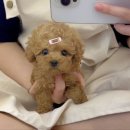 강아지분양 꽃강아지 중랑점 이미지