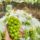 박병일농장 이미지