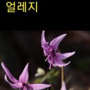 곰배령 꽃길 이미지