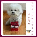 강아지 노즈워크 영양간식 닥터웰릿 기호성 좋은 급여 후기