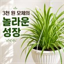 행잉플랜트 공기정화식물체험 | 나비란 키우기｜행잉으로 분위기 좋아지는 초보 식물 추천