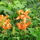 설악농장 이미지