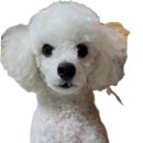 와들스 케이크 이미지